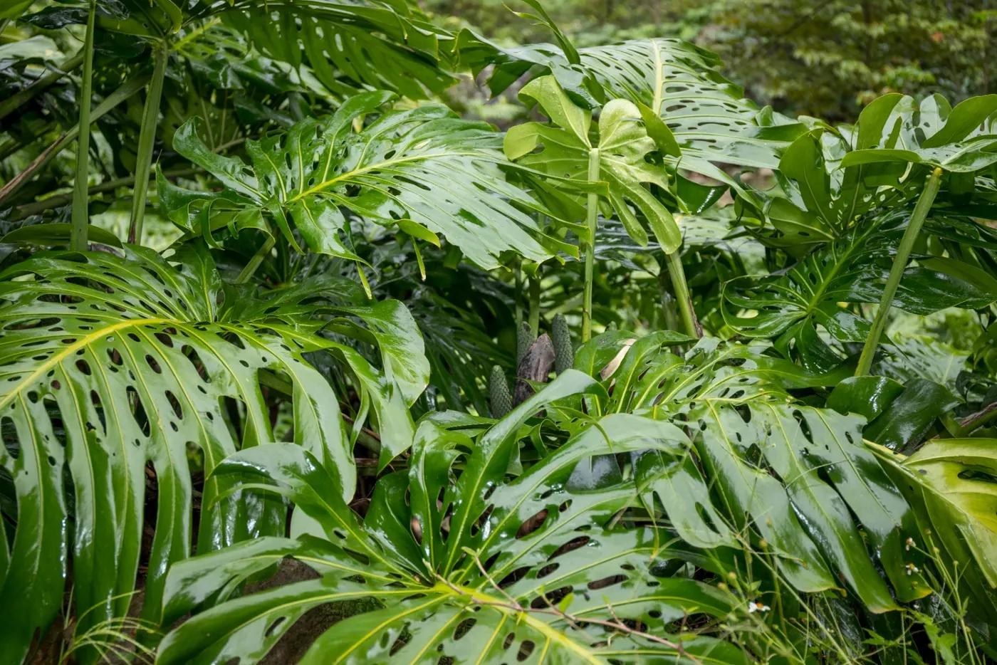 Hojas de Monstera deliciosa en su hábitat natural en Tatatila