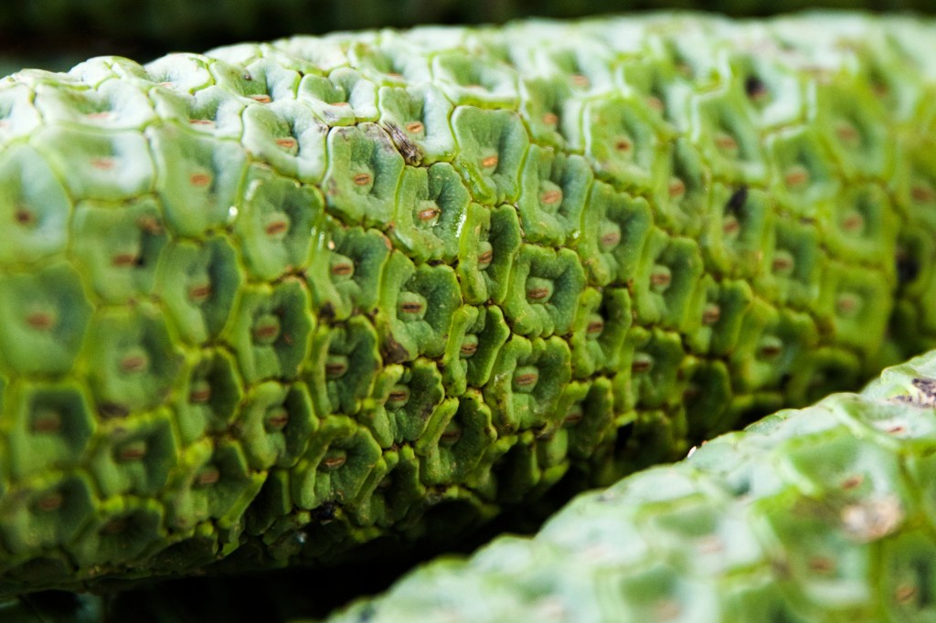 Detalle del fruto maduro de Monstera deliciosa