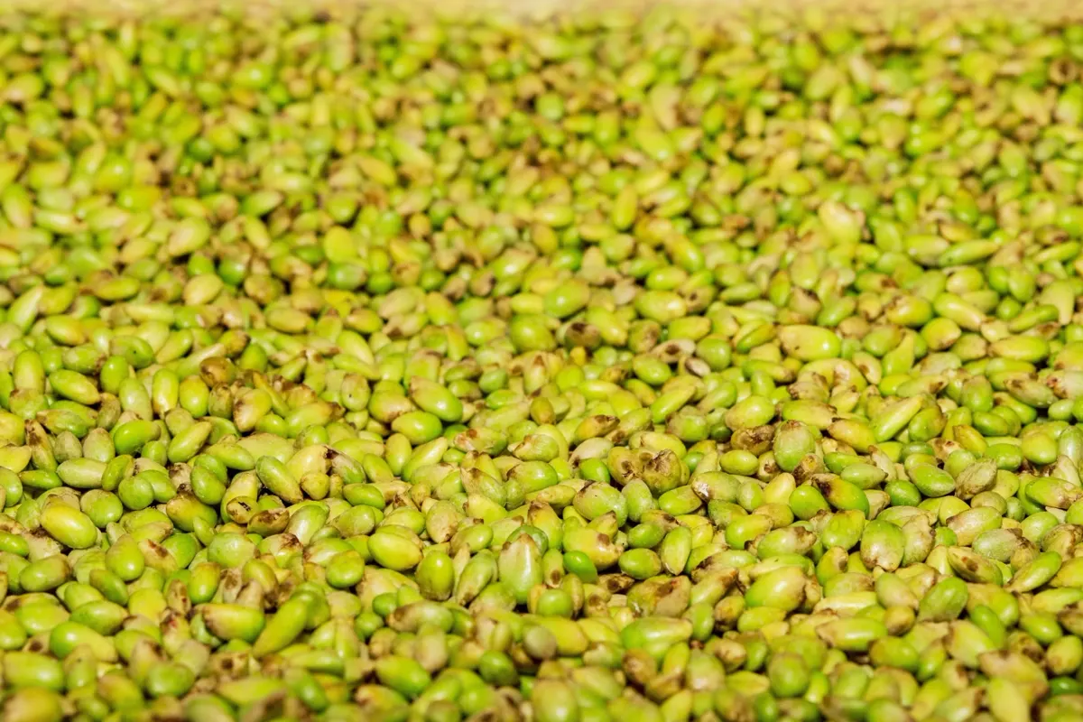 Semillas frescas de Monstera deliciosa seleccionadas, vista en detalle