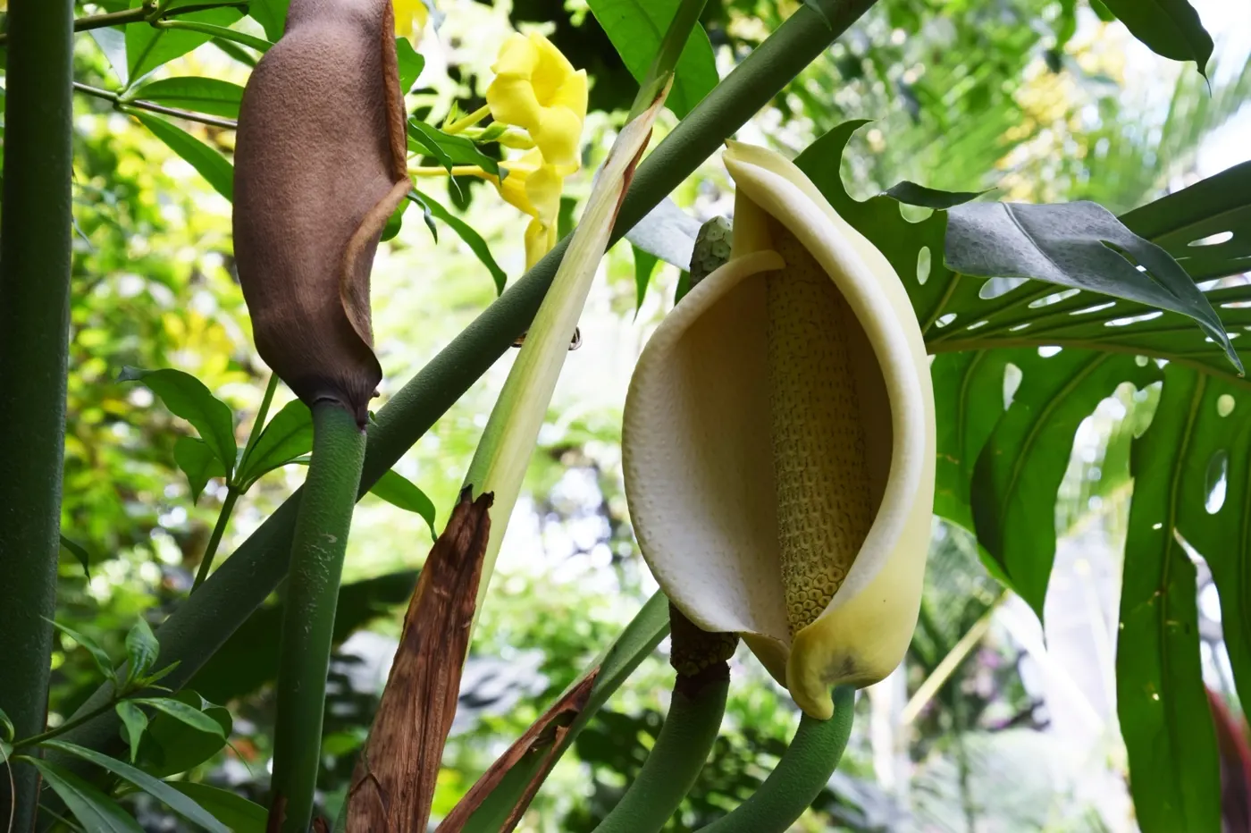 Inflorescencia de Monstera deliciosa en hábitat natural