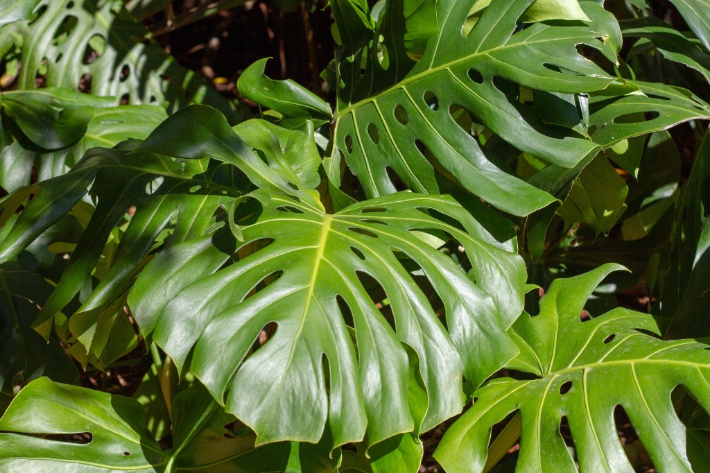 Cuidado de plantas en vivero