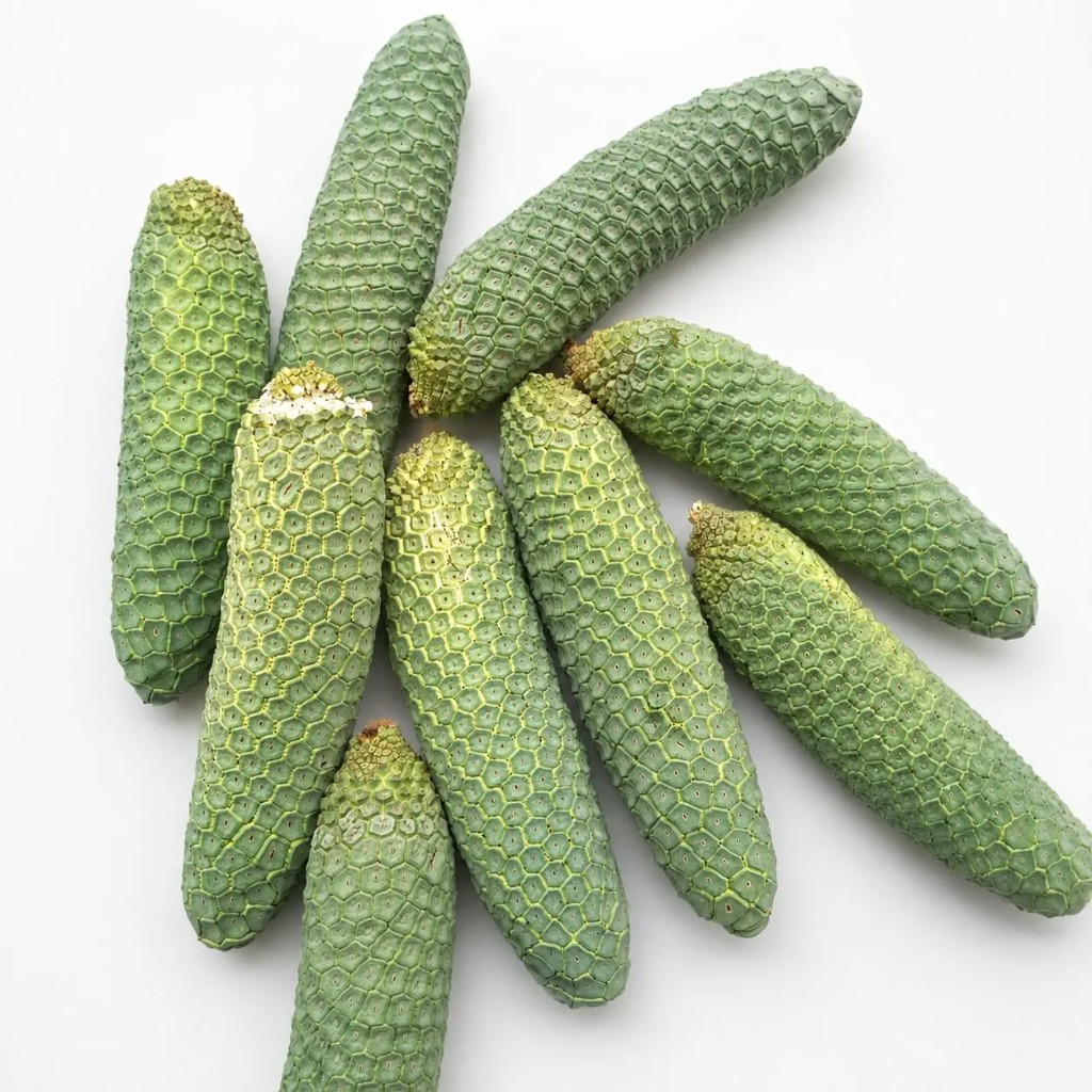Espádices de Monstera deliciosa en la planta, cerca de la madurez