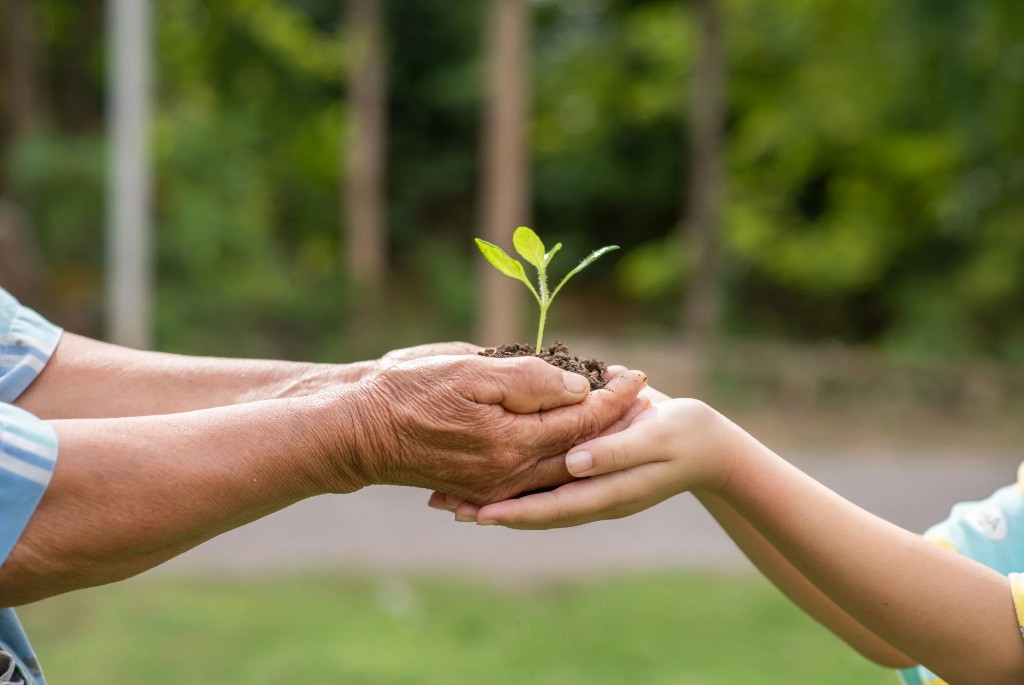 Manos entregando una planta joven de una generación a otra